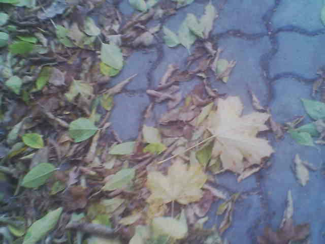liście-jakuba-iłża